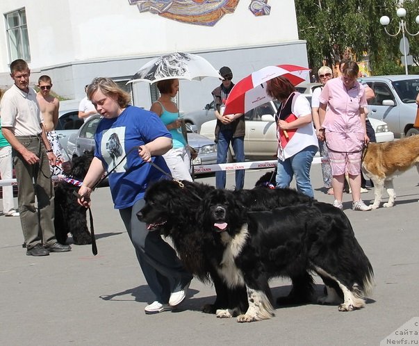 Фото: Ольга Скуматенко, Тимофеюшка, ньюфаундленд Супер Бизон Гера