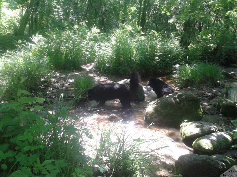 Фото: ньюфаундленд Несси Блэк с  Лесной Заимки