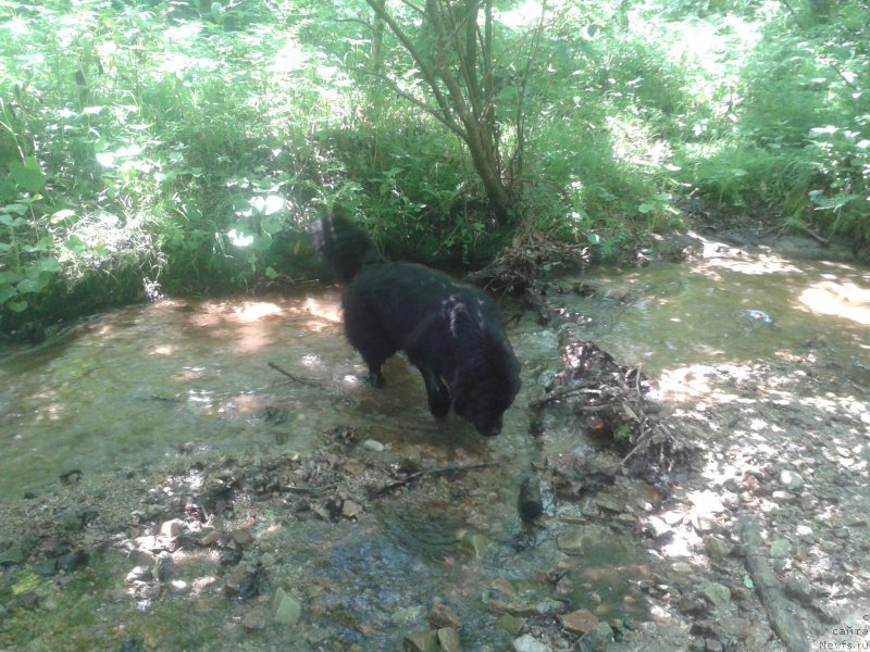 Фото: ньюфаундленд Несси Блэк с  Лесной Заимки