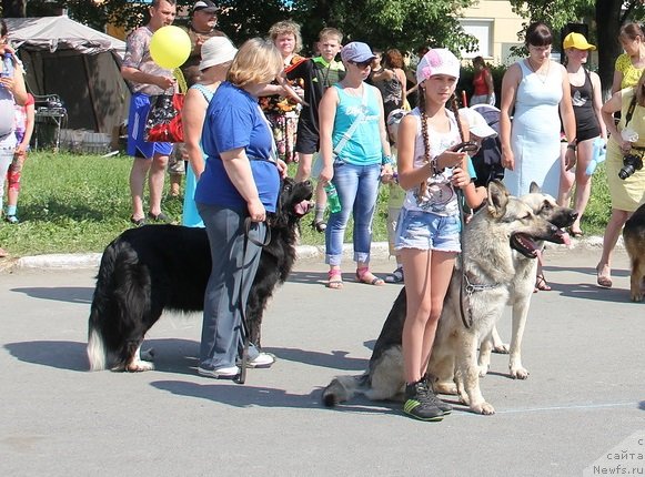 Фото: Ольга Скуматенко, ньюфаундленд Супер Бизон Гера