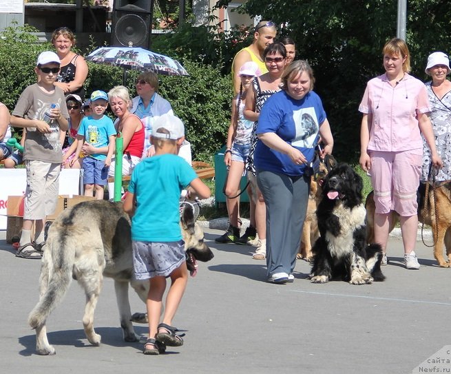 Фото: Ольга Скуматенко, ньюфаундленд Супер Бизон Гера