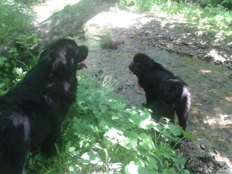 Фото: ньюфаундленд Супер Премиум Мерлин Монро, ньюфаундленд Несси Блэк с  Лесной Заимки