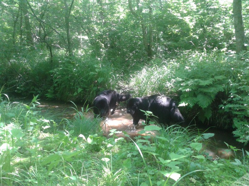 Фото: ньюфаундленд Супер Премиум Мерлин Монро, ньюфаундленд Несси Блэк с  Лесной Заимки