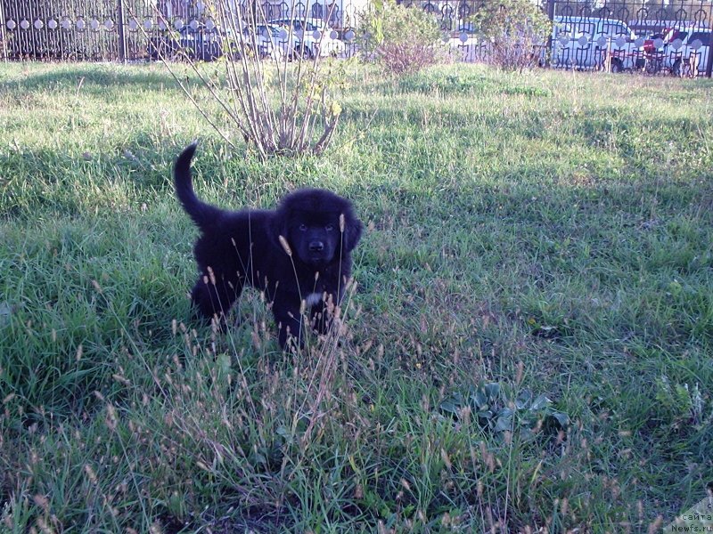 Фото: ньюфаундленд Геракл (Gerakl)