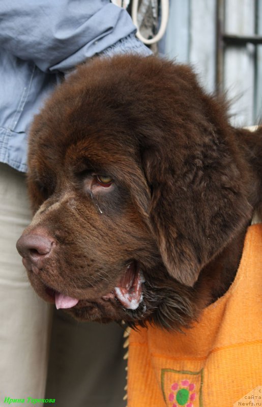 Фото: ньюфаундленд Чарли Де Бест Хелфи Пэл (Charli The Best Helfi Pel)