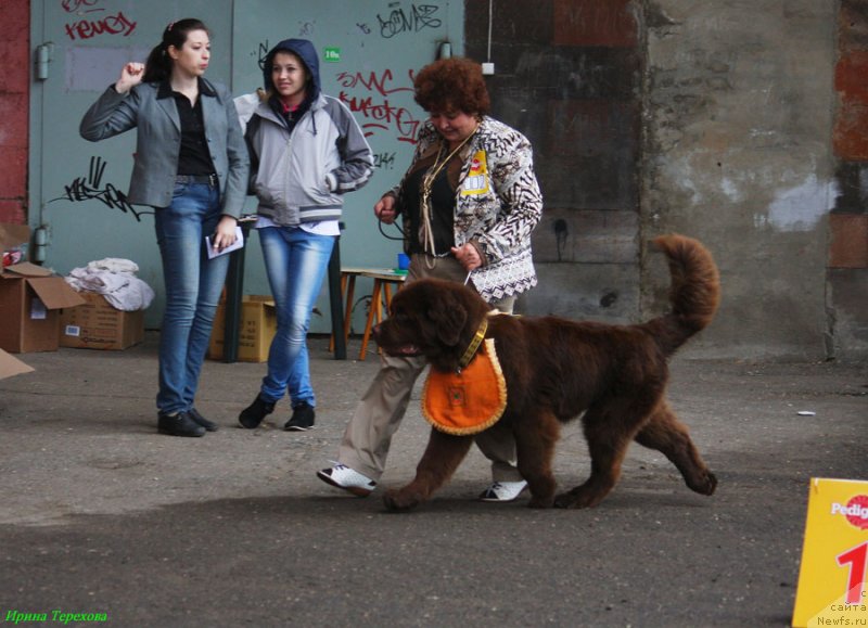 Фото: ньюфаундленд Чарли Де Бест Хелфи Пэл (Charli The Best Helfi Pel)