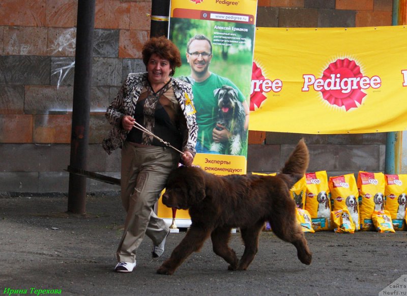 Фото: ньюфаундленд Чарли Де Бест Хелфи Пэл (Charli The Best Helfi Pel)