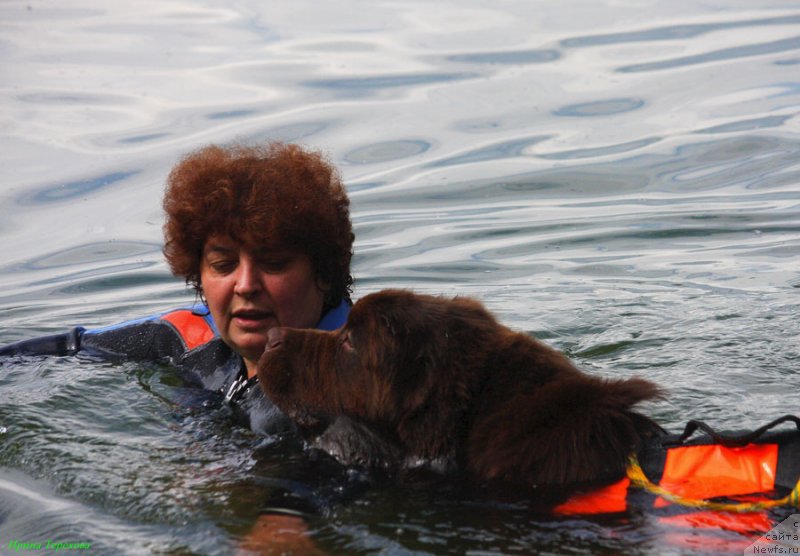 Фото: ньюфаундленд Чарли Де Бест Хелфи Пэл (Charli The Best Helfi Pel)