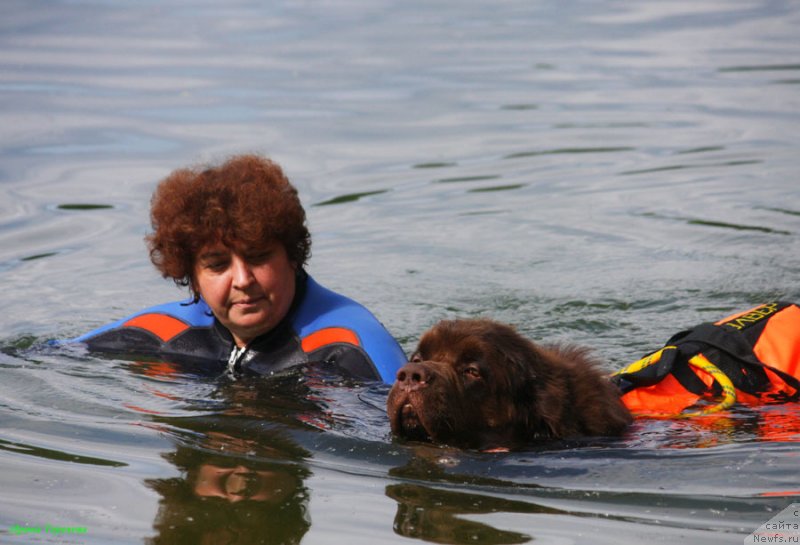 Фото: ньюфаундленд Чарли Де Бест Хелфи Пэл (Charli The Best Helfi Pel)