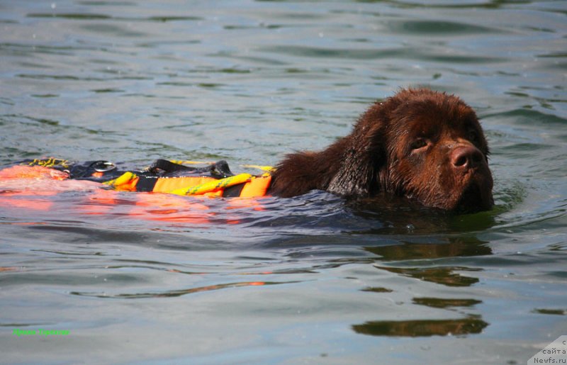 Фото: ньюфаундленд Чарли Де Бест Хелфи Пэл (Charli The Best Helfi Pel)