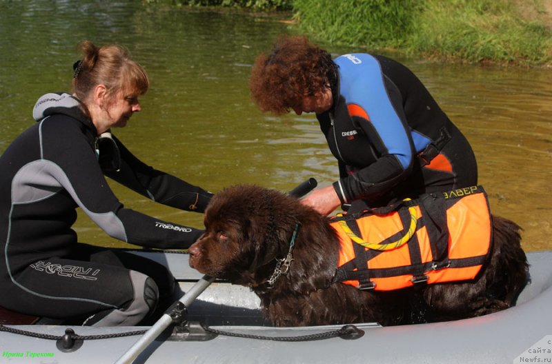 Фото: ньюфаундленд Чарли Де Бест Хелфи Пэл (Charli The Best Helfi Pel)