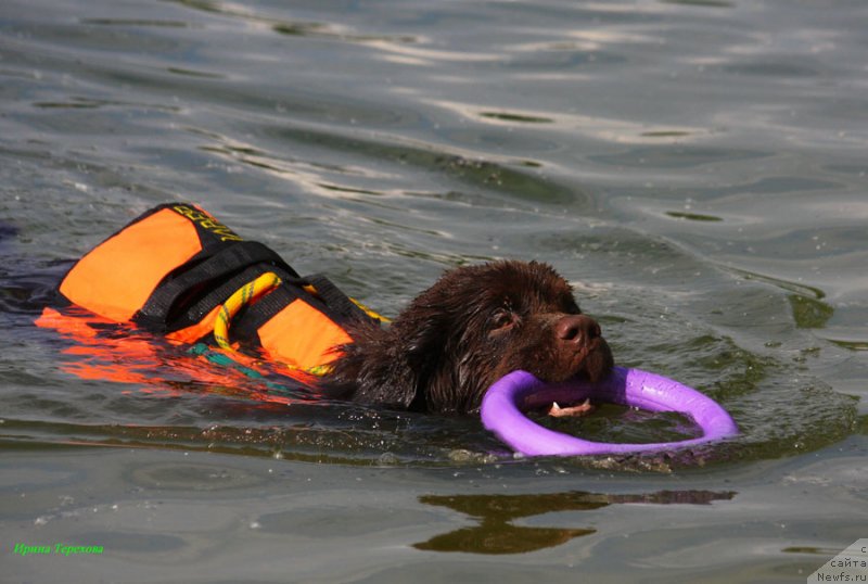 Фото: ньюфаундленд Чарли Де Бест Хелфи Пэл (Charli The Best Helfi Pel)