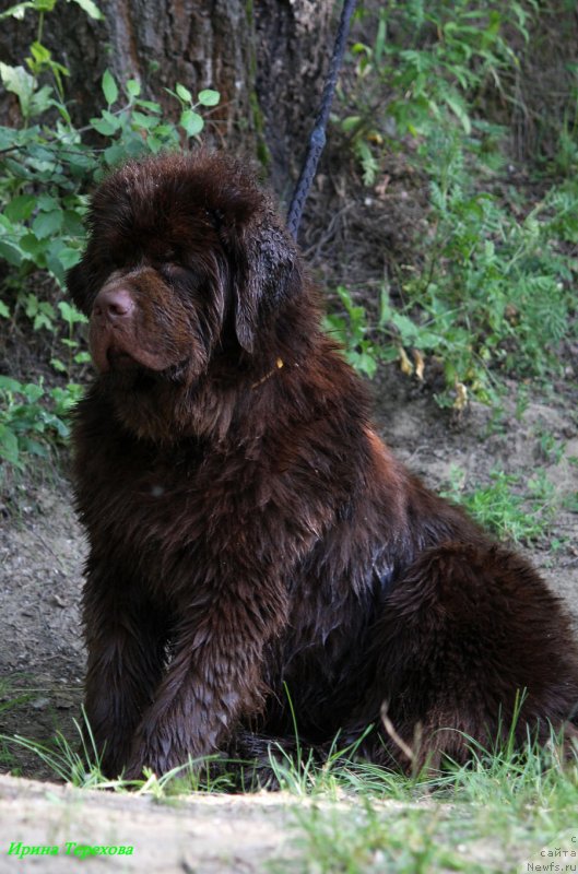 Фотография № 129130