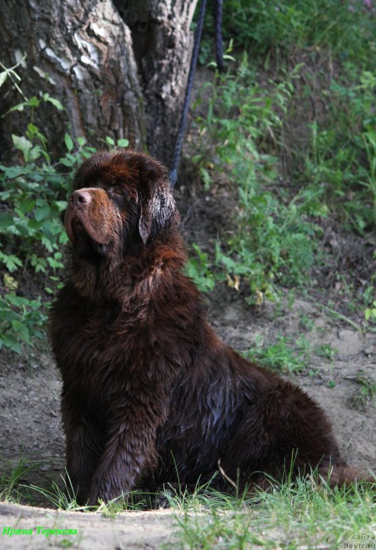 Фото: ньюфаундленд Чарли Де Бест Хелфи Пэл (Charli The Best Helfi Pel)