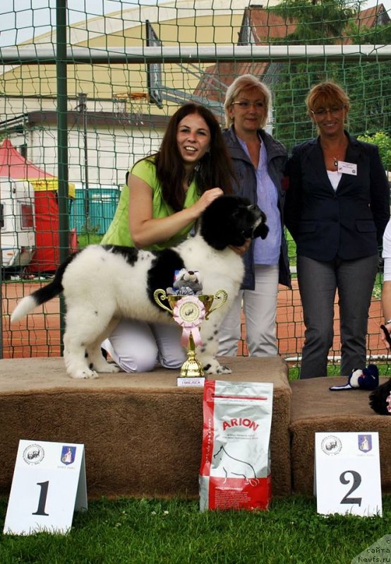 Фото: ньюфаундленд Черная Мафия Зебра Тиме (Chernaya Mafia Zebra Time)