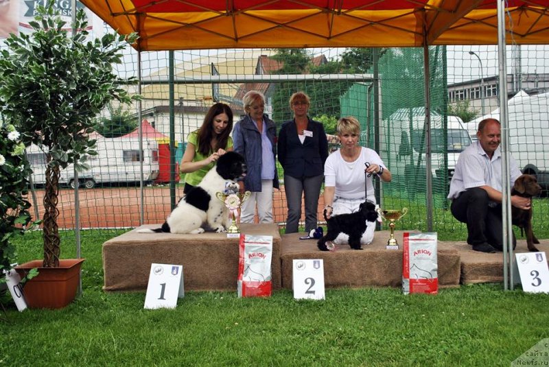 Фото: ньюфаундленд Черная Мафия Зебра Тиме (Chernaya Mafia Zebra Time)