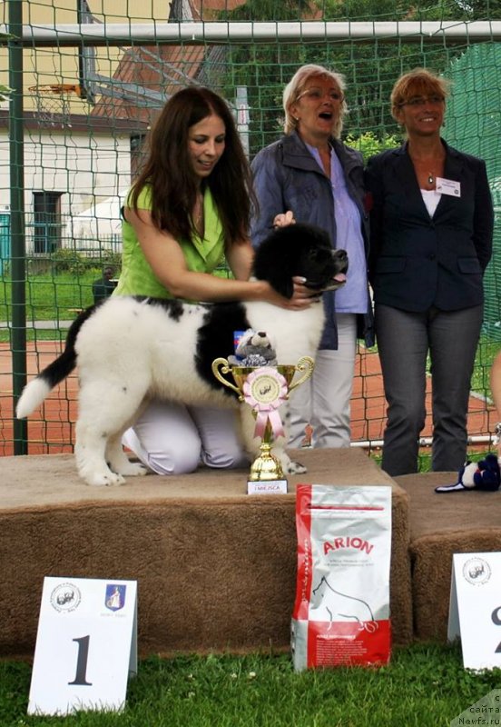 Фото: ньюфаундленд Черная Мафия Зебра Тиме (Chernaya Mafia Zebra Time)