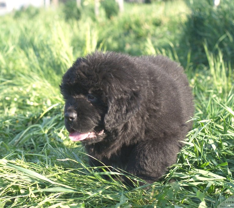 Фото: ньюфаундленд Бэнтли для Ньюфорт