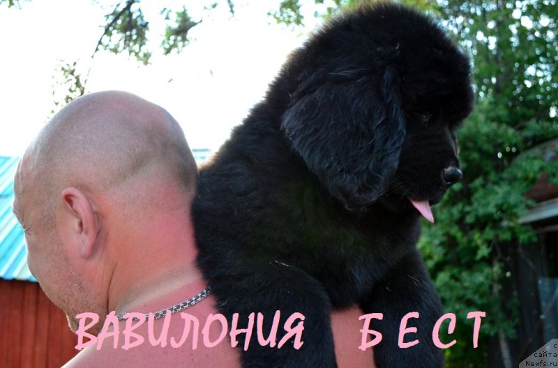 Фото: ньюфаундленд Вавилония Бест