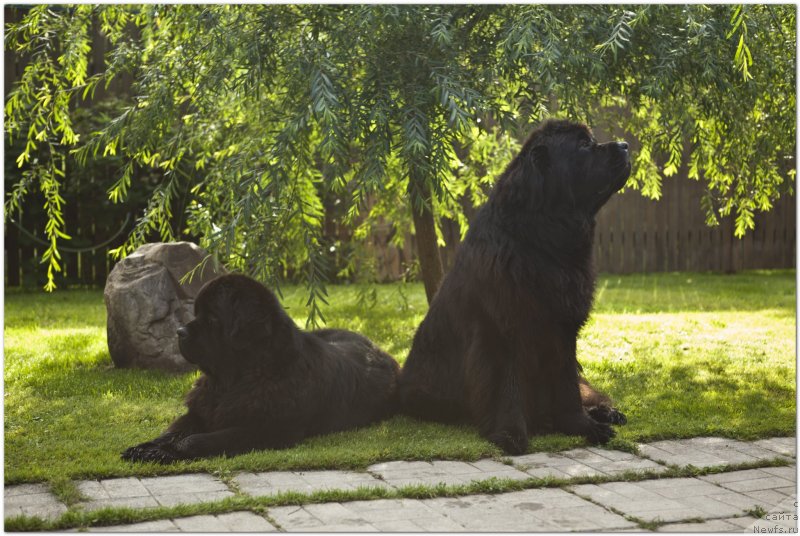 Фото: ньюфаундленд Cristalmar Cadeaux de Noel, ньюфаундленд Very Fairweathers X'Got The Rhythm