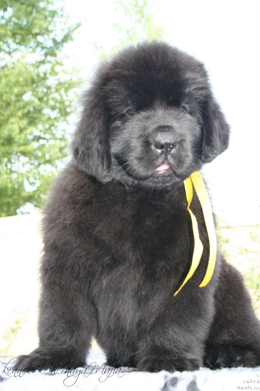 Фотография № 129174