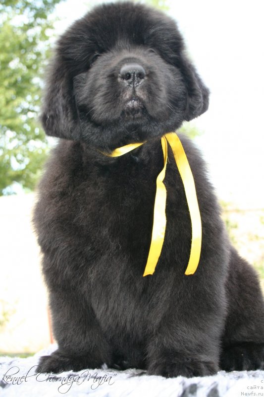 Фотография № 129176