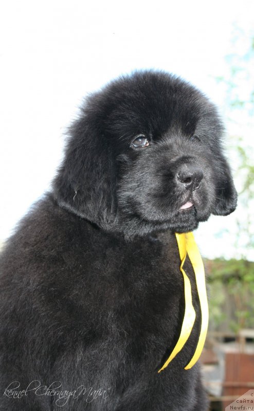 Фотография № 129178