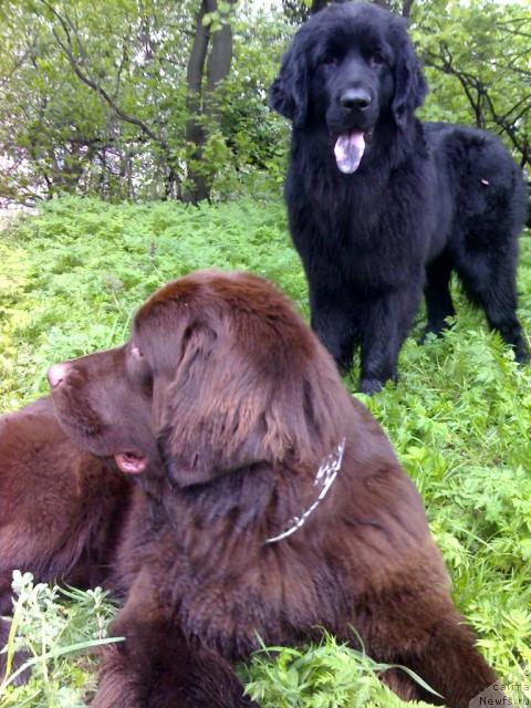 Фото: ньюфаундленд Алана Вива Дженис (Alana Viva Jeniz)