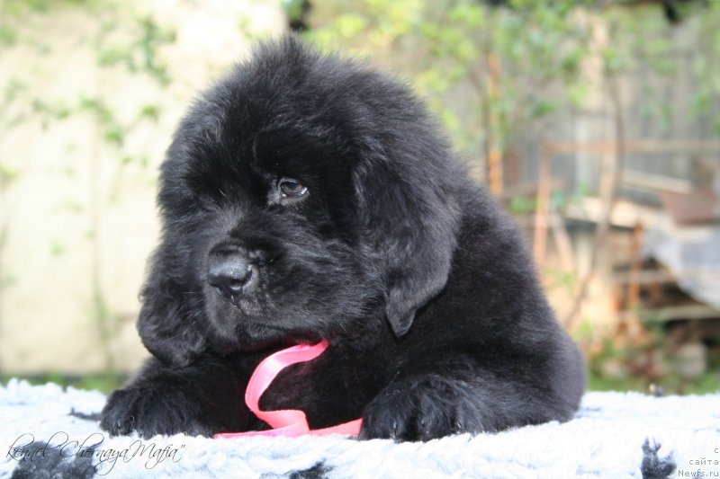 Фотография № 129182