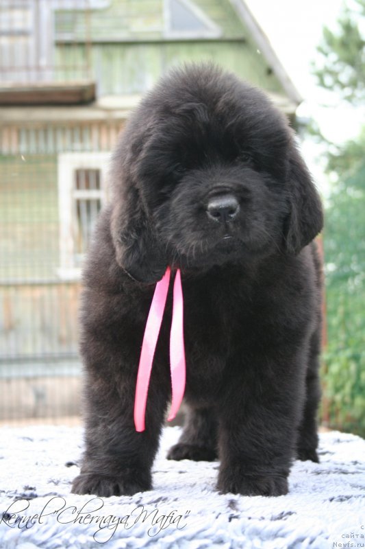 Фотография № 129185