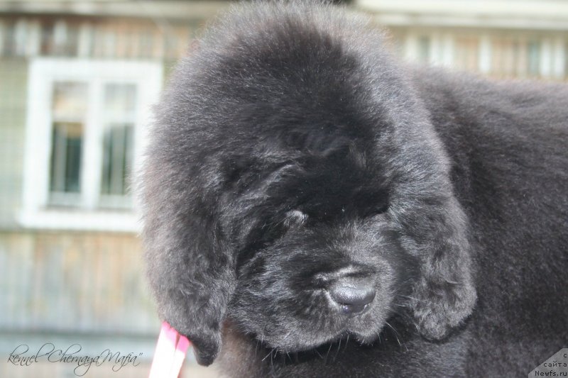 Фотография № 129186