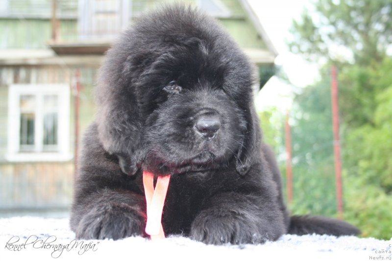 Фотография № 129191