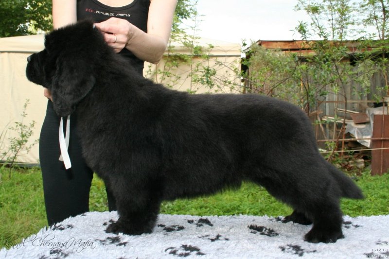 Фото: ньюфаундленд Черная Мафия Маубе Ше Вилл (Chernaya Mafia Maybe She Will)