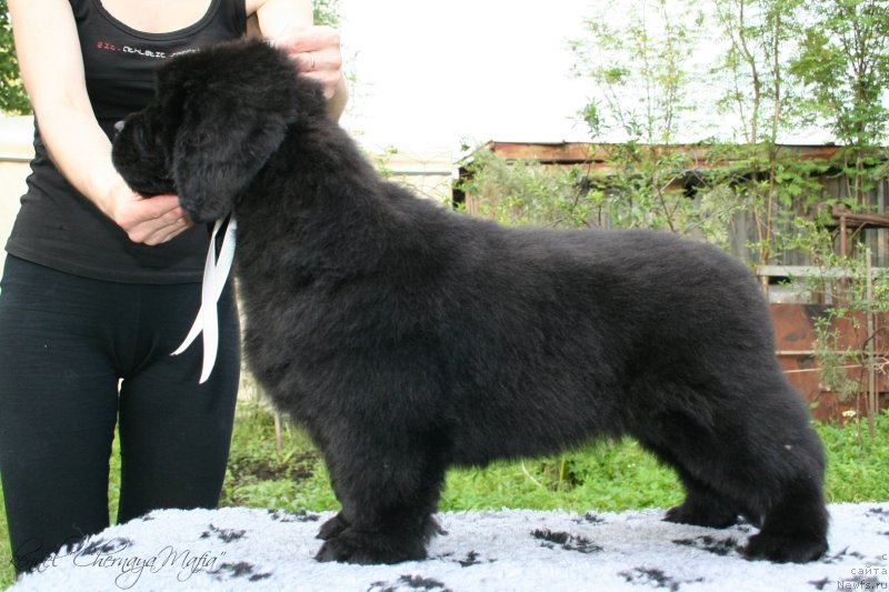 Фотография № 129197