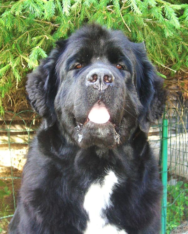 Фото: ньюфаундленд Супер Бизон Индия