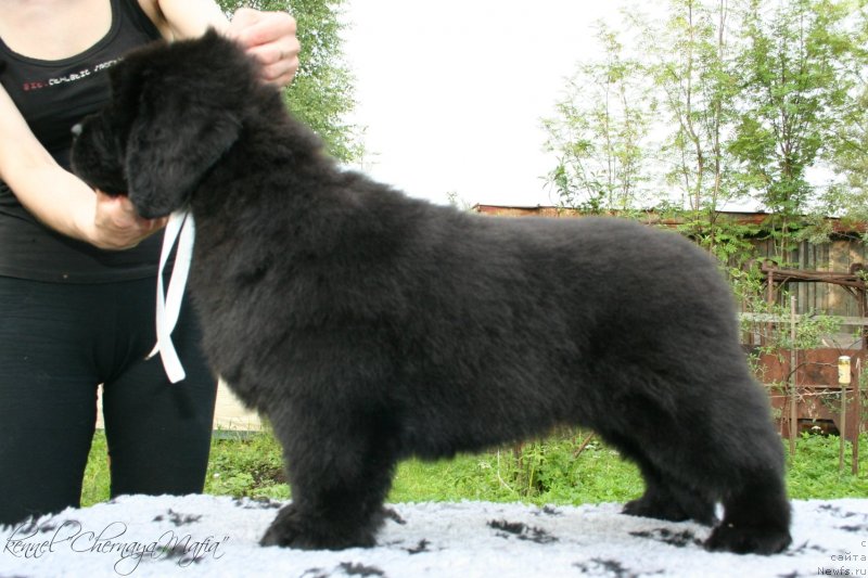 Фото: ньюфаундленд Черная Мафия Маубе Ше Вилл (Chernaya Mafia Maybe She Will)