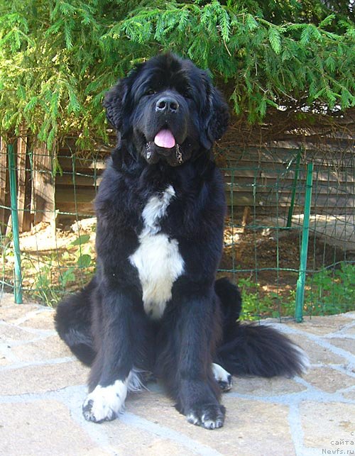 Фото: ньюфаундленд Супер Бизон Индия