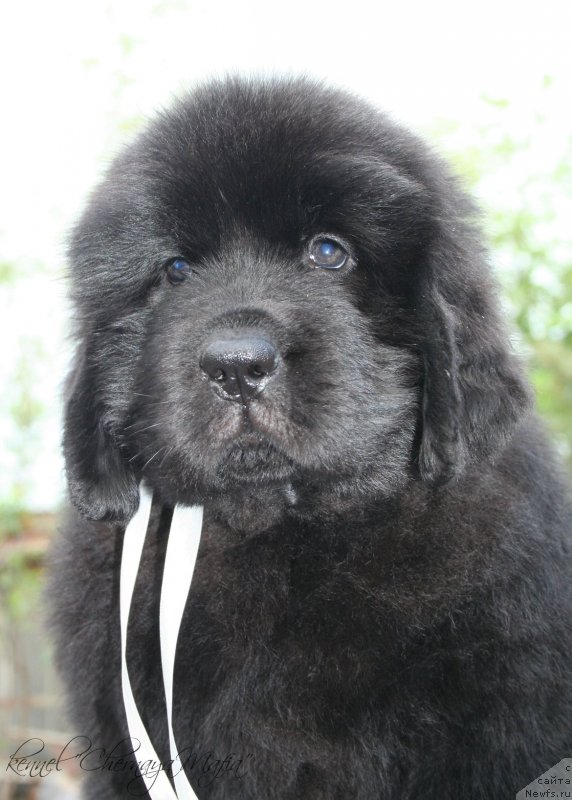 Фотография № 129207