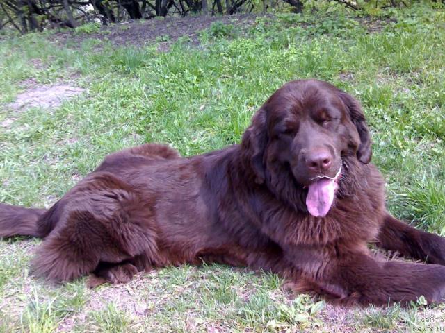 Фото: ньюфаундленд Афина Утренняя Звезда Вива Дженис (Afina Utrennya Zvezda Viva Jeniz)