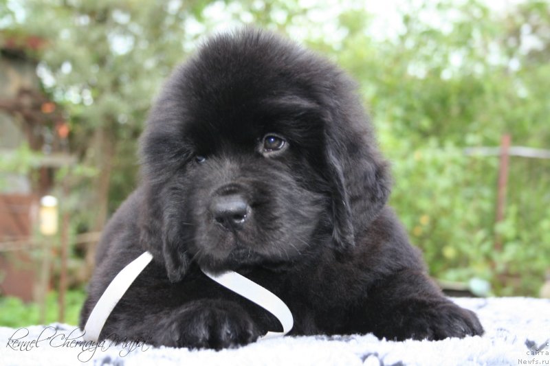 Фото: ньюфаундленд Черная Мафия Маубе Ше Вилл (Chernaya Mafia Maybe She Will)