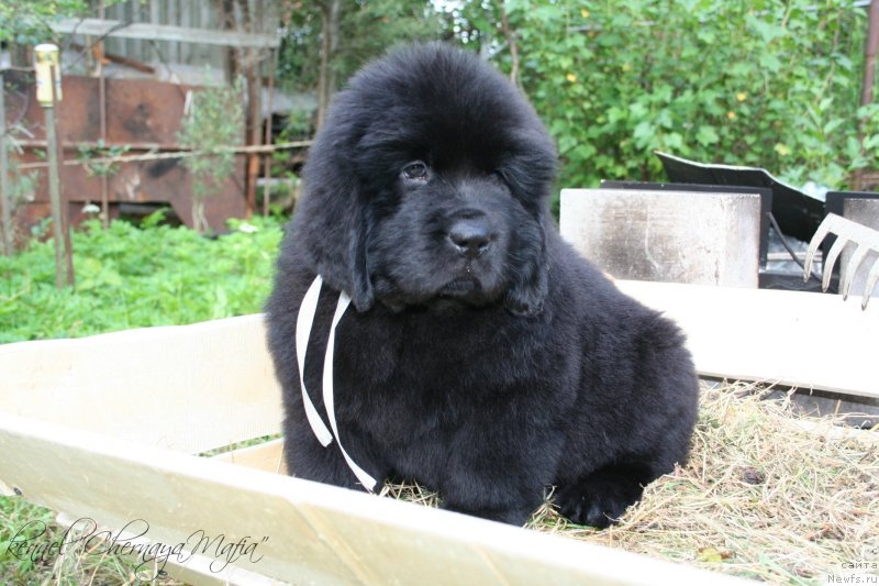 Фотография № 129215