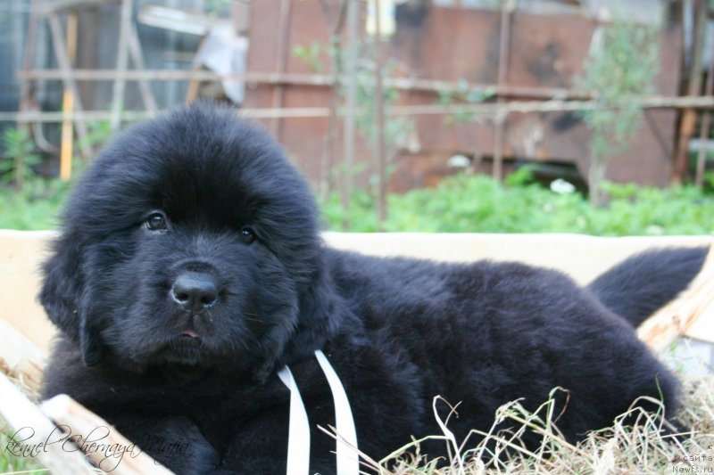 Фотография № 129218