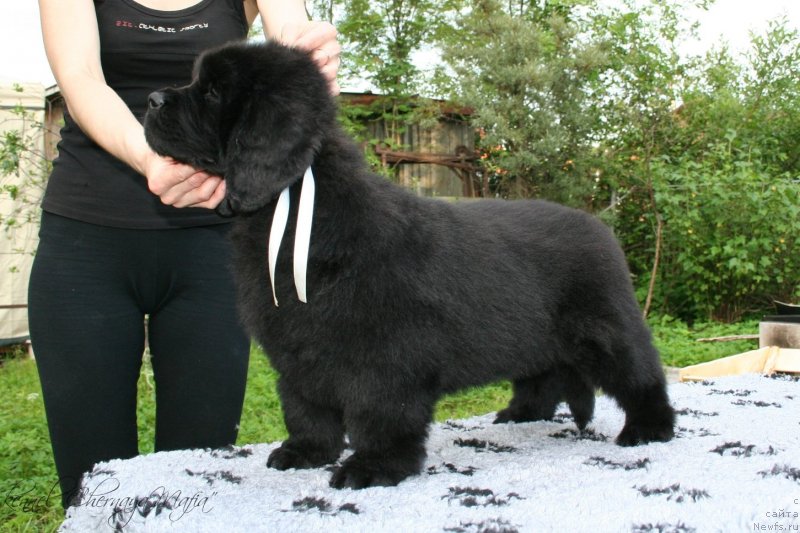 Фото: ньюфаундленд Черная Мафия Маубе Ше Вилл (Chernaya Mafia Maybe She Will)