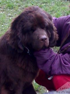 Фото: ньюфаундленд Афина Утренняя Звезда Вива Дженис (Afina Utrennya Zvezda Viva Jeniz)