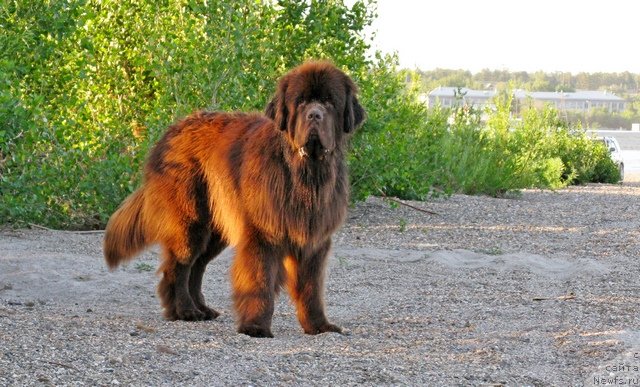 Фото: ньюфаундленд Фактурный Фрукт с Берега Дона (Fakturnyi Frukt s Berega Dona)