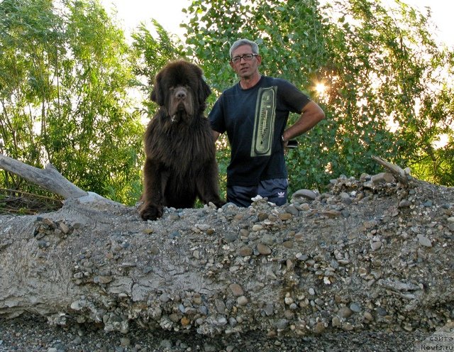 Фото: ньюфаундленд Фактурный Фрукт с Берега Дона (Fakturnyi Frukt s Berega Dona)