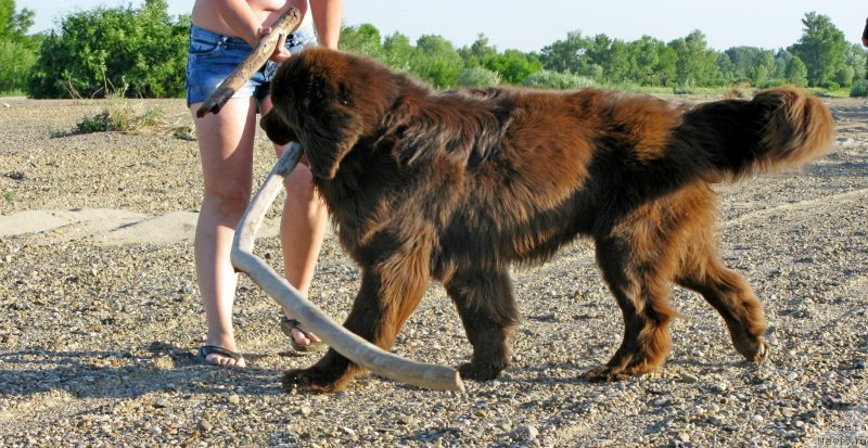 Фото: ньюфаундленд Фактурный Фрукт с Берега Дона (Fakturnyi Frukt s Berega Dona)