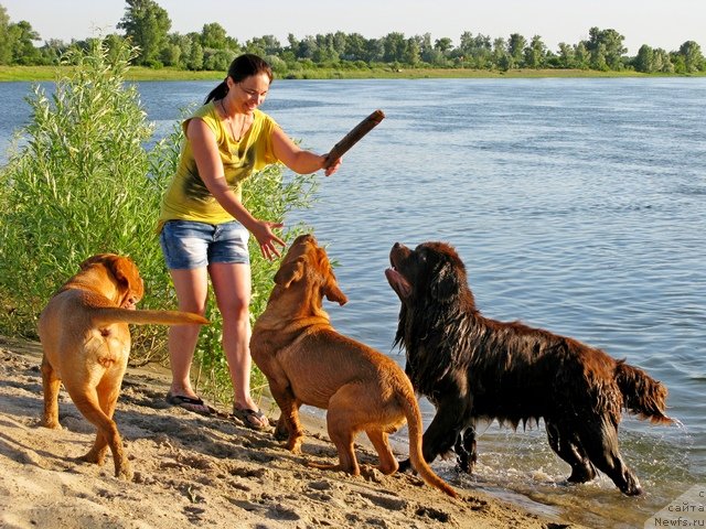 Фото: ньюфаундленд Фактурный Фрукт с Берега Дона (Fakturnyi Frukt s Berega Dona)