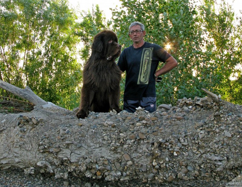 Фото: ньюфаундленд Фактурный Фрукт с Берега Дона (Fakturnyi Frukt s Berega Dona)