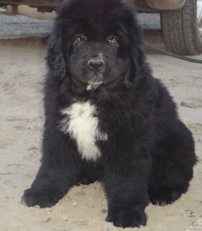 Фото: ньюфаундленд Тесей из Племени Кедра